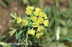 Zypressen-Wolfsmilch (Euphorbia cyparissias) (F242063)