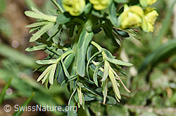 Zypressen-Wolfsmilch (Euphorbia cyparissias) (F242065)