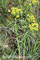 Zypressen-Wolfsmilch (Euphorbia cyparissias) (F242068)