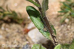 Bewimperte Gänsekresse (Arabis ciliata) (F242072)