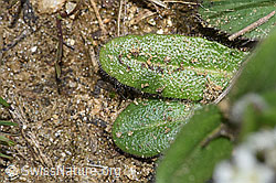 Bewimperte Gänsekresse (Arabis ciliata) (F242073)