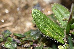 Bewimperte Gänsekresse (Arabis ciliata) (F242075)