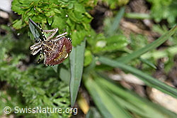 Dolycoris baccarum (F242086)