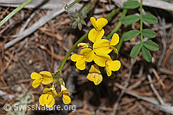 Schopfiger Hufeisenklee (Hippocrepis comosa) (F242099) Schopfiger Hufeisenklee (Hippocrepis comosa) (F242099)