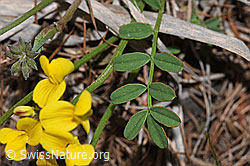 Schopfiger Hufeisenklee (Hippocrepis comosa) (F242101) Schopfiger Hufeisenklee (Hippocrepis comosa) (F242101)