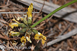Schopfiger Hufeisenklee (Hippocrepis comosa) (F242104) Schopfiger Hufeisenklee (Hippocrepis comosa) (F242104)
