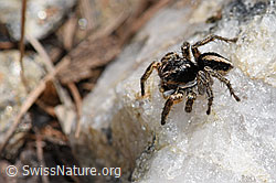 V-Fleck-Springspinne (Aelurillus v-insignitus) (F242110) V-Fleck-Springspinne (Aelurillus v-insignitus) (F242110)