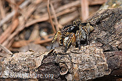 V-Fleck-Springspinne (Aelurillus v-insignitus) (26.05.2023, F242111)