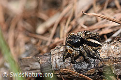 V-Fleck-Springspinne (Aelurillus v-insignitus) (F242113) V-Fleck-Springspinne (Aelurillus v-insignitus) (F242113)