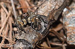 V-Fleck-Springspinne (Aelurillus v-insignitus) (26.05.2023, F242114)