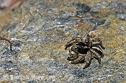 V-Fleck-Springspinne (Aelurillus v-insignitus) (F242118) V-Fleck-Springspinne (Aelurillus v-insignitus) (F242118)