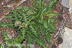 Rätische Berg-Distel (Carduus defloratus ssp. tridentinus) (F242130)