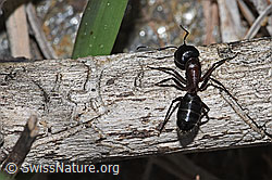 Braunschwarze Rossameise (Camponotus ligniperda) (F242140)