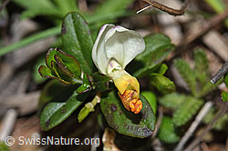 Polygala Chamaebuxus (F242148)