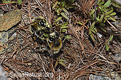 Foto: Gebänderte Pelzbienen (Anthophora aestivalis)