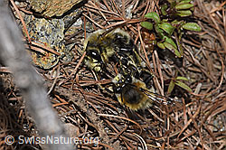 Foto: Gebänderte Pelzbiene (Anthophora aestivalis)