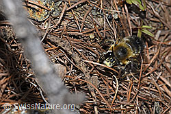 Foto: Gebänderte Pelzbiene (Anthophora aestivalis)