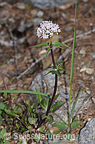 Dreiblatt-Baldrian (Valerina tripteris) (26.05.2023, F242164)