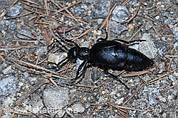 Violetter Ölkäfer (Meloe violaceus) (26.05.2023, F242166)