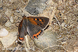 Kleiner Feuerfalter (Lycaena phlaeas) (F253143) Kleiner Feuerfalter (Lycaena phlaeas) (F253143)