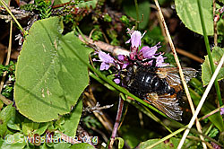 Nowickia ferox (Raupenfliege) auf Blume (F253145)