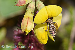 Gewöhnliche Goldfurchenbiene (Halictus tumulorum) auf Gewöhnlichem Hornklee (Lotus corniculatus) (F253153)