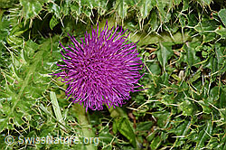 Stängellose Kratzdistel (Cirsium acaule) (F253156)