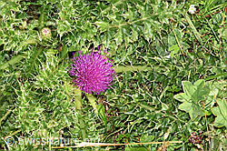 Stängellose Kratzdistel (Cirsium acaule) (F253159)