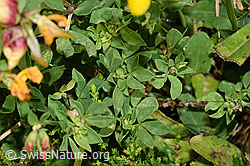 Gewöhnlicher Hornklee (Lotus corniculatus) (F253163) Gewöhnlicher Hornklee (Lotus corniculatus) (F253163)