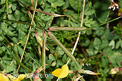 Gewöhnlicher Hornklee (Lotus corniculatus) (F253164) Gewöhnlicher Hornklee (Lotus corniculatus) (F253164)