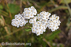 Gemeine Schafgarbe (Achillea millefolium) (F253177) Gemeine Schafgarbe (Achillea millefolium) (F253177)