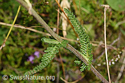 Gemeine Schafgarbe (Achillea millefolium) (F253178) Gemeine Schafgarbe (Achillea millefolium) (F253178)