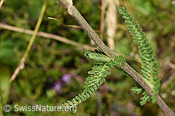 Gemeine Schafgarbe (Achillea millefolium) (F253179) Gemeine Schafgarbe (Achillea millefolium) (F253179)
