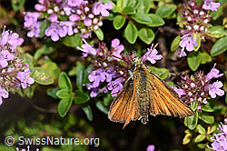 Arznei-Thymian (Thymus pulegioides)