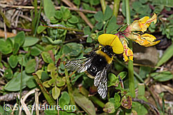 Hellgelbe Erdhummel (Bombus lucorum) an Besenheide (Calluna vulgaris)
