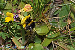 Hellgelbe Erdhummel (Bombus lucorum) auf Gewöhnlichem Hornklee (Lotus corniculatus) (F253188)