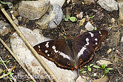Grosser Schillerfalter (Apatura iris) (23.07.2023, F253198)