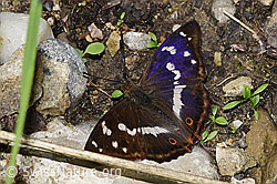 Grosser Schillerfalter (Apatura iris) (23.07.2023, F253204)