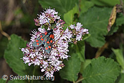 Gewöhnliches Widderchen (Zygaena filipendulae) auf Echtem Dost (Origanum vulgare) (F253206)