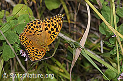 Kaisermantel (Argynnis paphia) auf Echtem Dost (Origanum vulgare) (F253208)