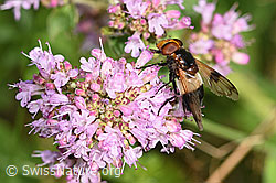 Gemeine Waldschwebfliege (Volucella pellucens) auf Echtem Dost (Origanum vulgare) (23.07.2023, F253213)
