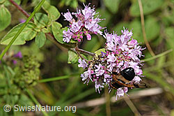 Gemeine Waldschwebfliege (Volucella pellucens) auf Echtem Dost (Origanum vulgare) (F253214)