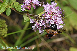 Gemeine Waldschwebfliege (Volucella pellucens) auf Echtem Dost (Origanum vulgare) (F253215)