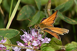 Braunkolbiger Braundickkopffalter (Thymelicus sylvestris) auf Echter Dost (Origanum vulgare) (F253216)