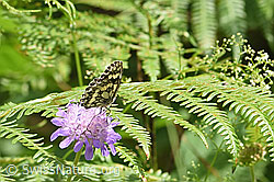 Schachbrett (Melanargia galathea) auf Wald-Witwenblume (Knautia dipsacifolia) (23.07.2023, F253218)