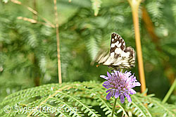 Schachbrett (Melanargia galathea) auf Wald-Witwenblume (Knautia dipsacifolia) (23.07.2023, F253219)