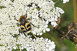 Gebänderter Pinselkäfer (Trichius fasciatus) auf Wilder Möhre (Daucus carota ssp. carota) (23.07.2023, F253220)