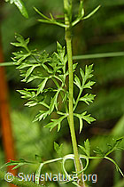 Wilde Möhre (Daucus carota ssp. carota) (F253223)