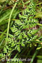 Wilde Möhre (Daucus carota ssp. carota) (F253224)