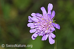 Wald-Witwenblume (Knautia dipsacifolia) (F253226)